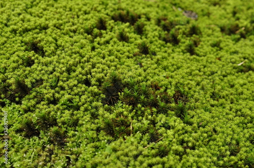 群生する苔 クローズアップ © kutakaf
