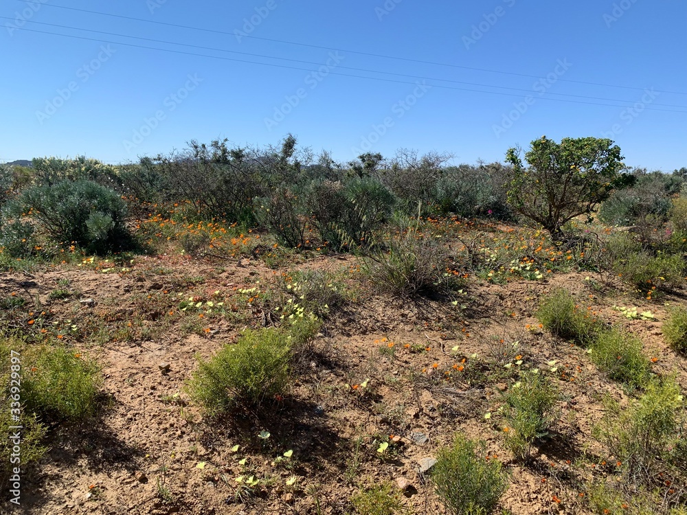 Namaqualand roadside Namaqualand roadside