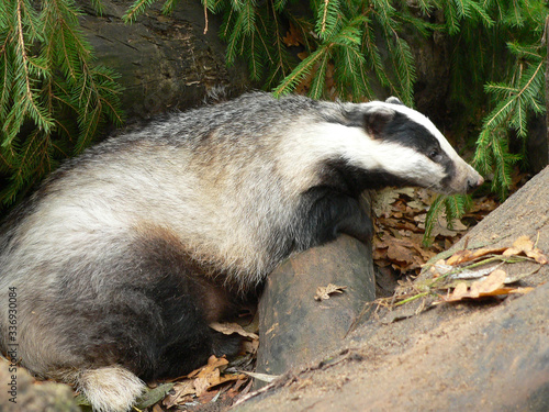 European badger (Meles meles) near tree trunk in forest