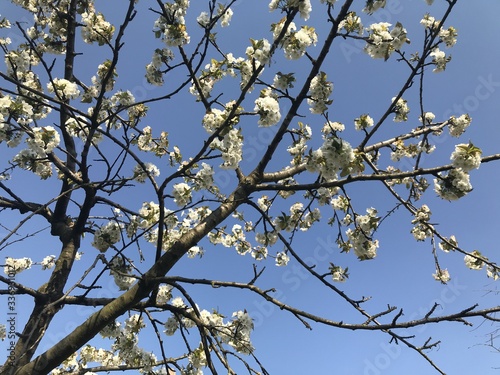 Apple trees in bloom in the blue sky