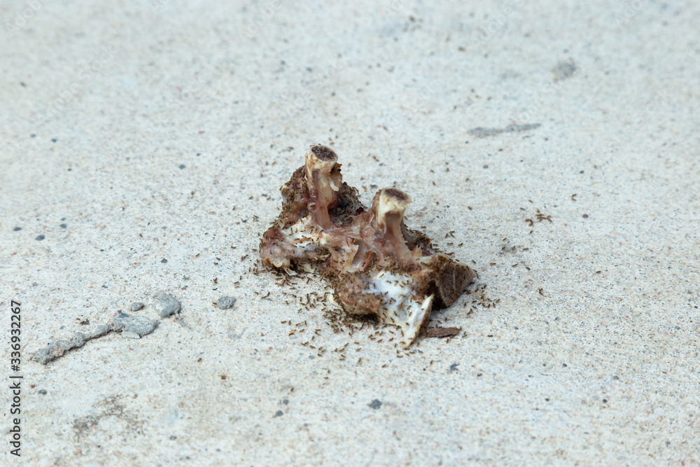 Ants eating bone waste on the road
