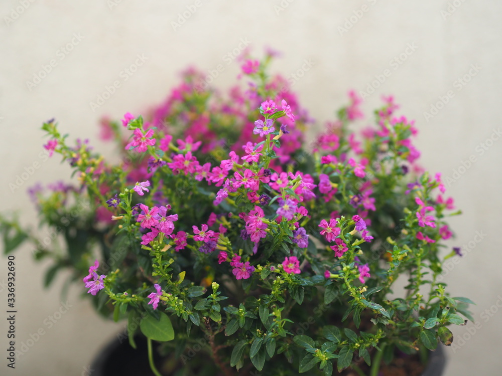 False heather, Elfin herb, Scientific name Cuphea hyssopifola, Pink purple color little flower beautiful in garden blurred of nature background, Ground cover, trunk branched into bushes