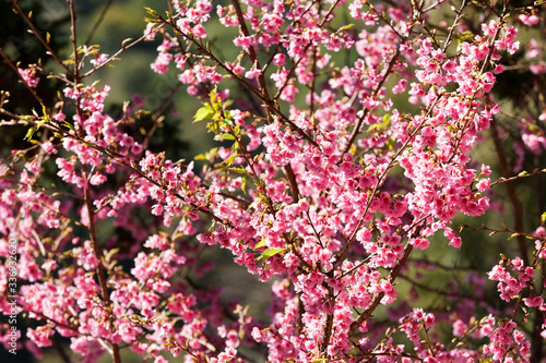 Cherry blossom tree in  mountaina doi angkhang  in Chiangmai,Thailand 