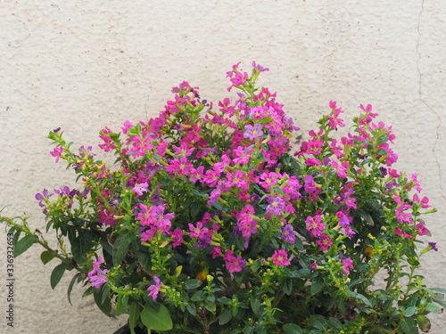 False heather, Elfin herb, Scientific name Cuphea hyssopifola, Pink purple color little flower beautiful in garden blurred of nature background, Ground cover, trunk branched into bushes