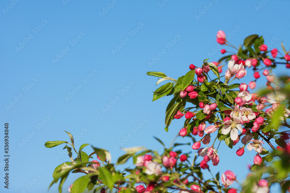 Beautiful flowering fruit trees. Blooming plant branches in spring warm bright sunny day. White and pink apple flower blooming with blue sky. Natural background. Copy space