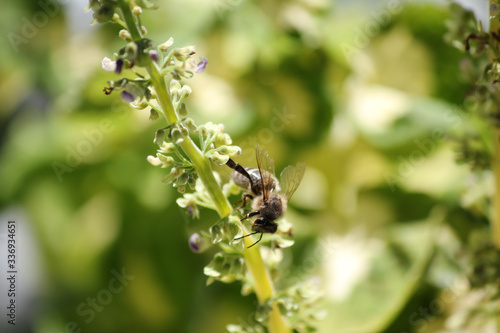 Biene Blume Nektar Sammeln