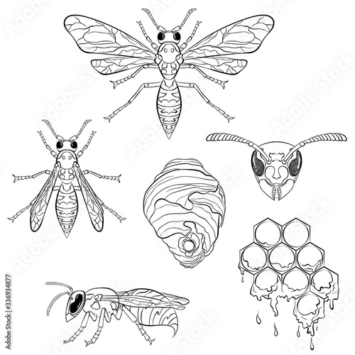 Hand drawn set of wasps, hive and honeycomb. Line art illustration isolated on white background. Vector icon. Hand drawn collection of insects design element