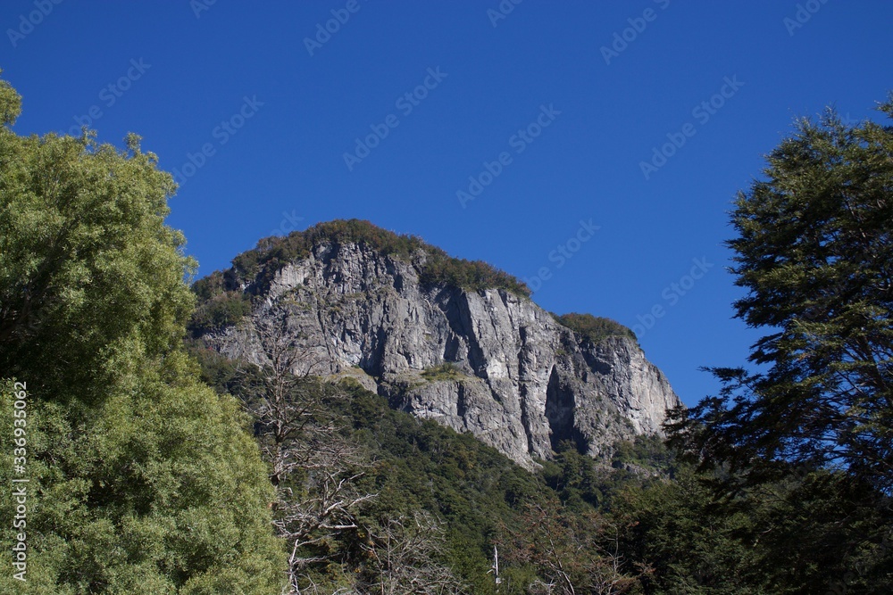 pine tree in the mountain slope
