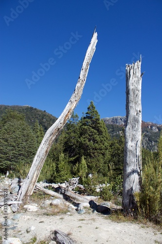 Trees on a river bed