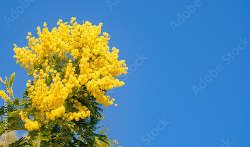 Branch of blooming yellow Mimosa scabrella tree on blue sky and light cloudy background. Yellow spring flowers for card, Womans day, wedding. Beautiful springtime natural backdrop with copy space.  
