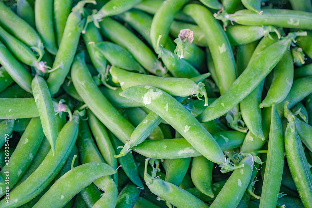 Organic green peas on a counter of farmer's market. Healthy food wallpaper. Traditional hand collecting organic vegetable. Natural food background, harvesting. Catalonia, Spain.
