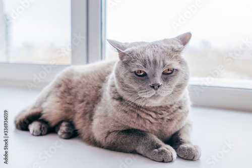 Lilac British cat lying on the windowsill.