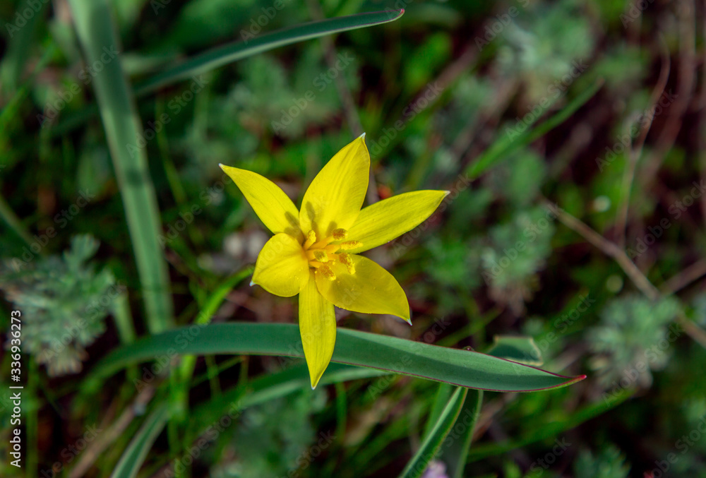 View of beautiful yellow wild tulip, growing on the meadow. Spring blooming nature. View of beautiful yellow wild tulip, growing on the meadow. Spring blooming nature.