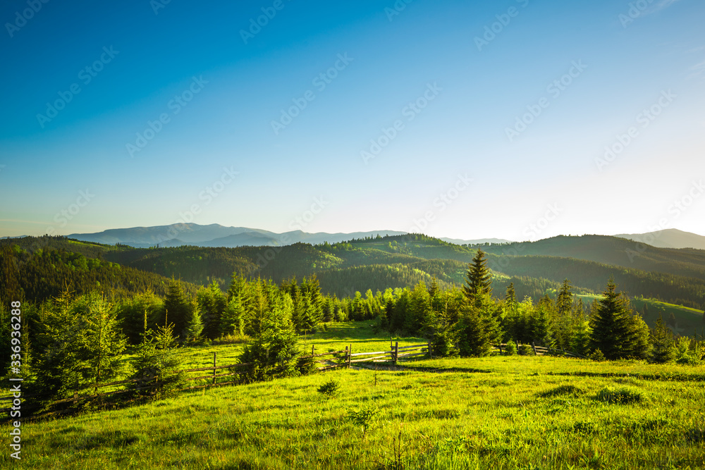 Chic view from hilltop onto a spruce forest