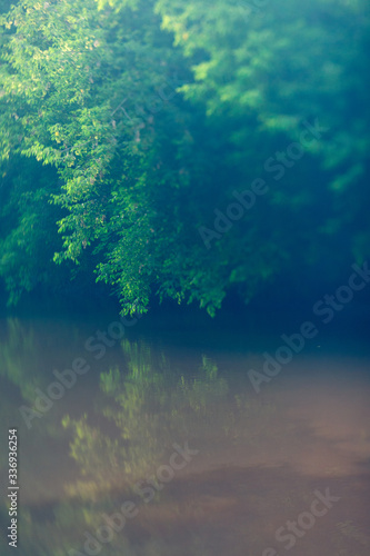 Green leaves reflecting in the water