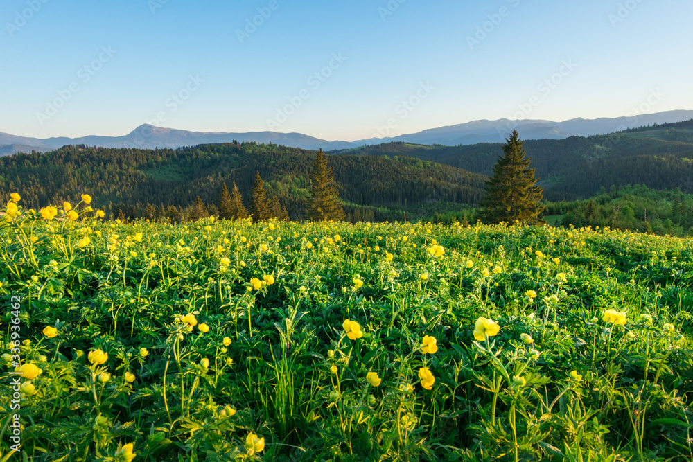 Magical view of the meadow with yellow wildflowers