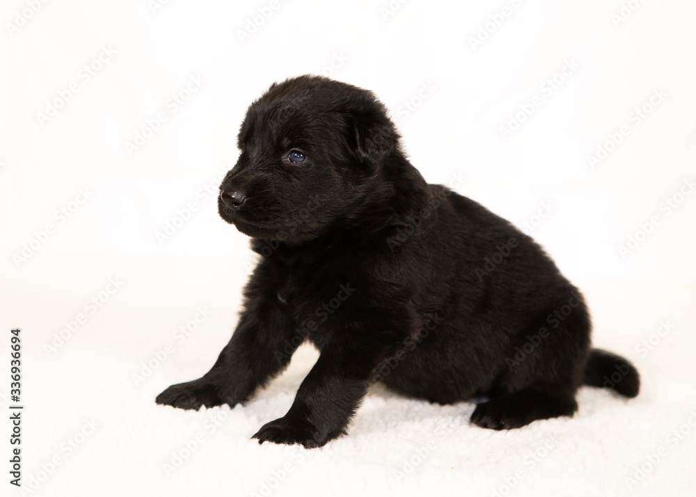 german shepherd puppy isolated on white german shepherd puppy isolated on white