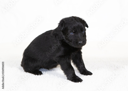 german shepherd puppy isolated on white