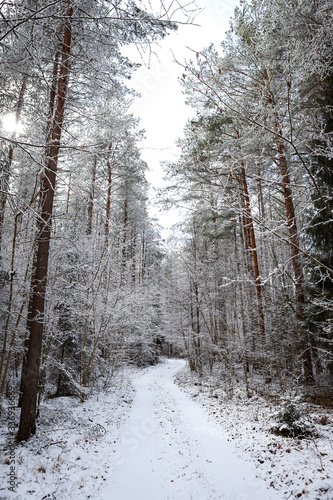 Beautiful forest road view with white snow and cloudy sky on the last days of winter.