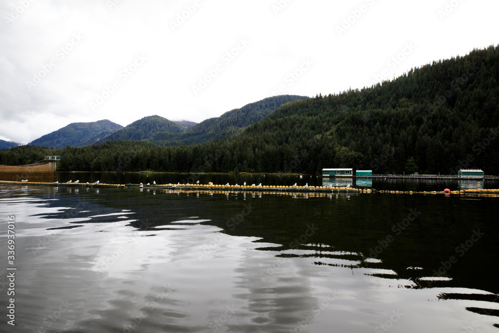 Fototapeta premium Neets Bay, Alaska / USA - August 18, 2019: Neets Bay coastline landscape, Neets Bay, Alaska, USA