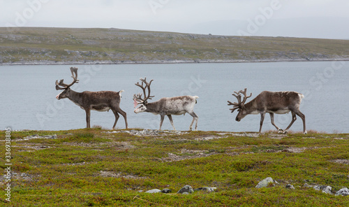Deers with beautiful horns stands on the banks of the river, Norway
