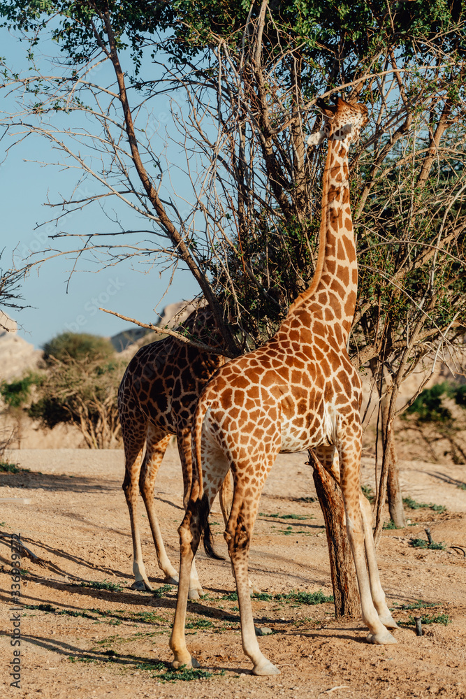 Obraz premium giraffes reaching for leaves in UAE 
