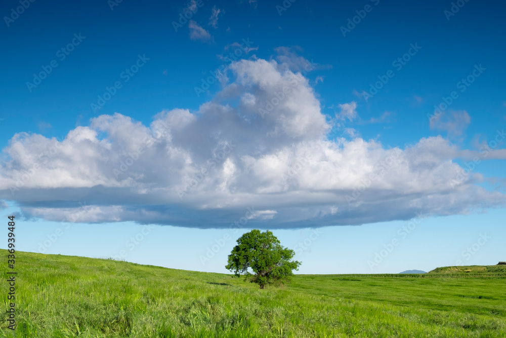 Arbol solitario en campo de cultivo verde y nubes.