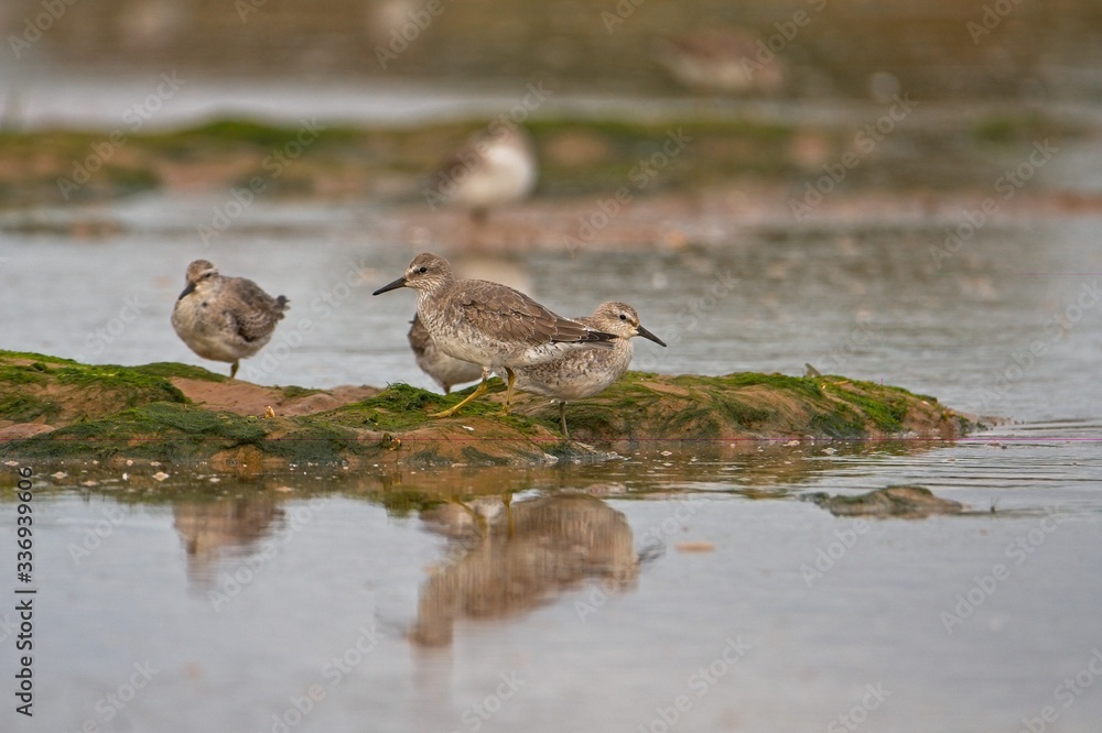knot wading in the shallow pools at low tide knot wading in the shallow pools at low tide