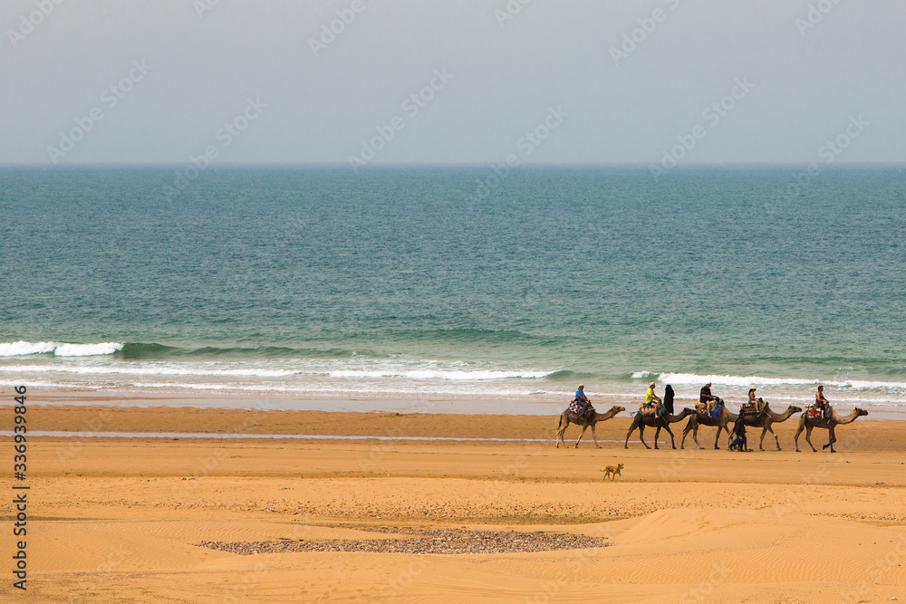 Camel caravan walking in the morning in Sidi Kaouki