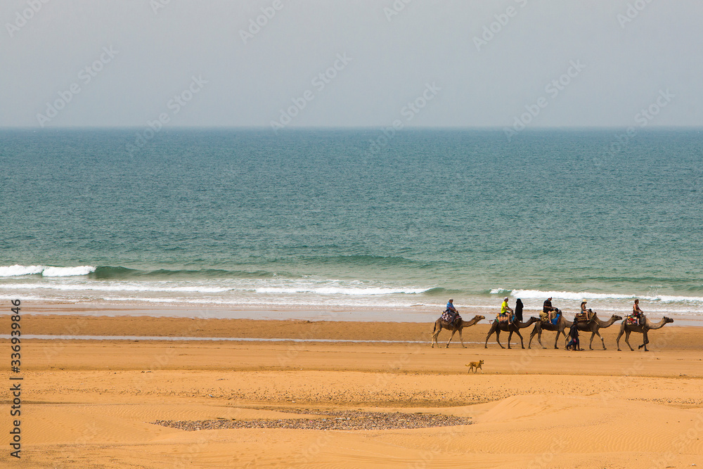 Camel caravan walking in the morning in Sidi Kaouki Camel caravan walking in the morning in Sidi Kaouki