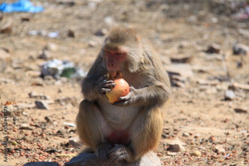 Naklejka premium India, baboons along the way