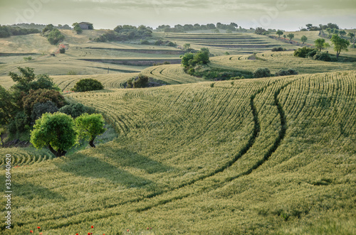 Paisaje de los campos de cultivo de la Segarra durante la primavera (Lerida, Cataluña, España).
