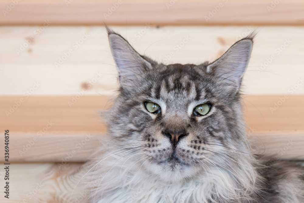 Gray adult fluffy Maine Coon, muzzle, looking at the camera