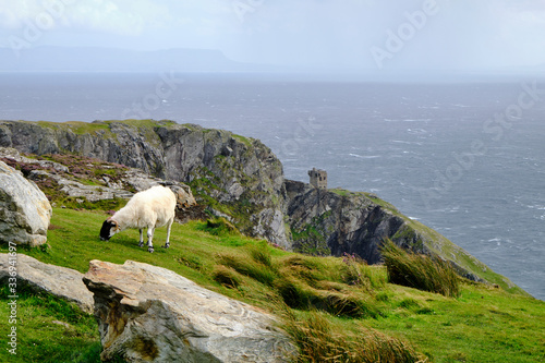 A white sheep with black muzzle near Slieve League, County Donegal, Ireland.