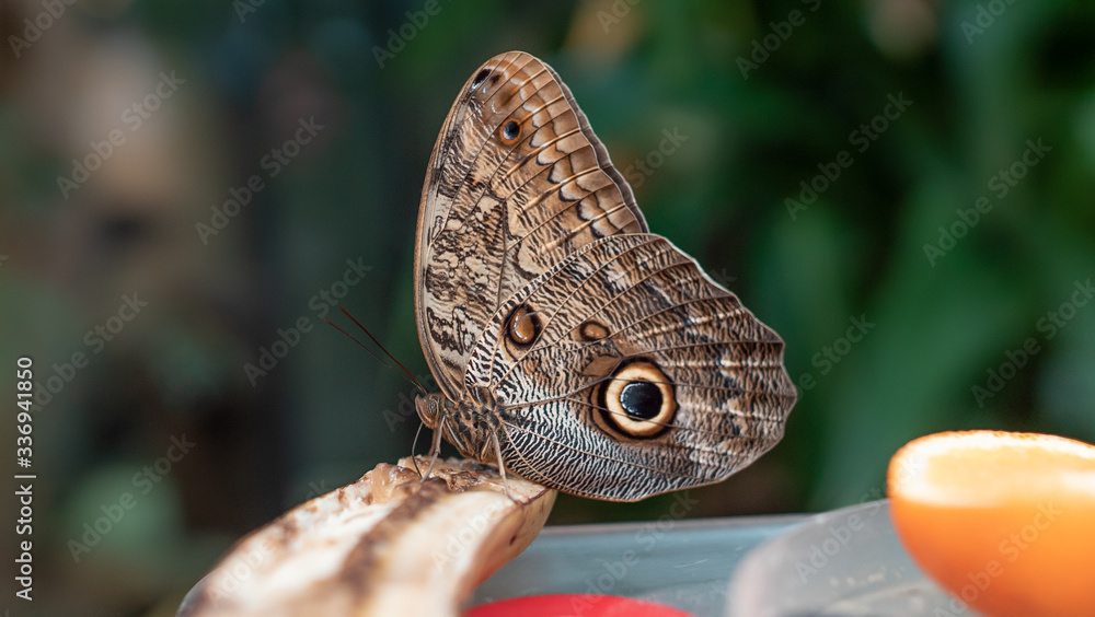 Fototapeta premium Nahaufnahme eines Schmetterlings von der Seite auf einem Stock