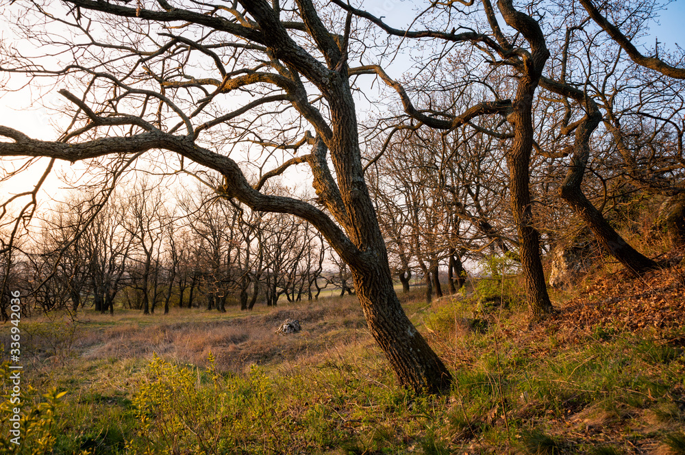 Gnarled oak trees in spring in Burgenland