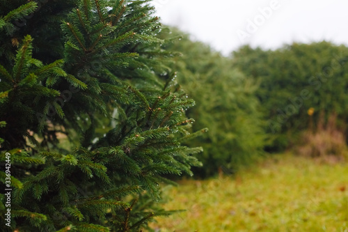 Macro sprig of spruce in the spring forest. Young shoots on tops of spruce branches on blurred background of evergreen plants. Beautiful green spring wood or botanical garden. Selective focus