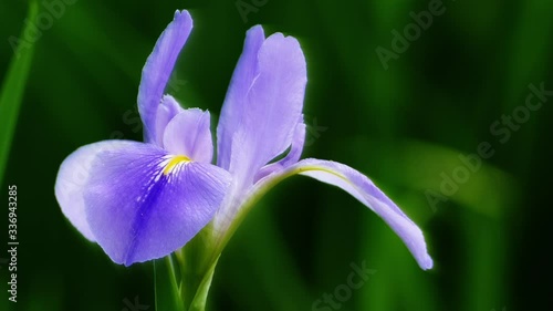 Violet iris flowers (Iris germanica) on blurred green natural garden background photo