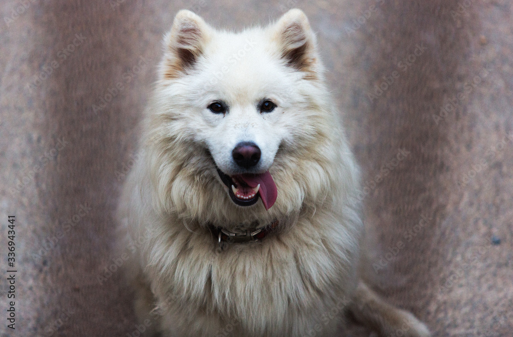 Portrait of a big white dog looking at the camera and smiling