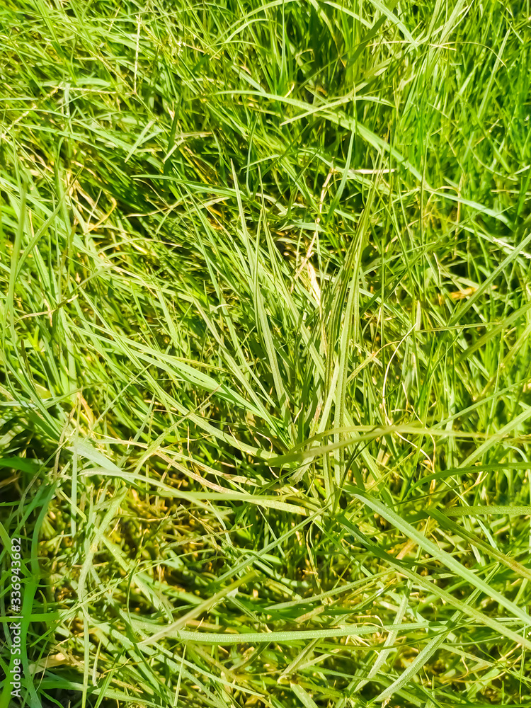 Green grass natural beautiful in spring. Colorful background Green grass natural beautiful in spring. Colorful background