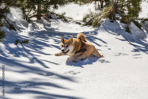 A young Shiba Inu dog with a harness trapped in the deep snow with a pine cone in his mouth