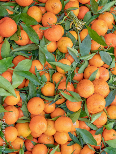 organic mandarins top view close up, natural orange and green background