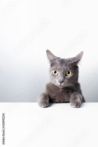 The expression and gesture of a Russian blue cat that can be used as a banner. a cat portrait.