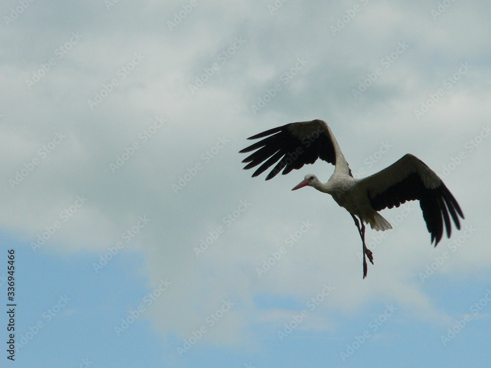 Obraz premium White stork (Ciconia ciconia) and surrounding countryside
