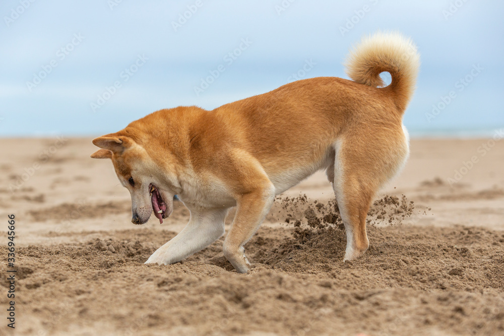 A young shiba inu dog making a hole on the sand of a beach in Barcelona