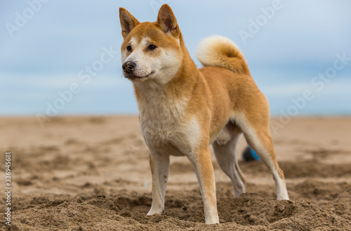 A shiba inu dog standing on the sand of the beach while paying attention at something