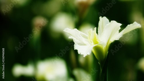 Violet iris flowers (Iris germanica) on blurred green natural garden background photo