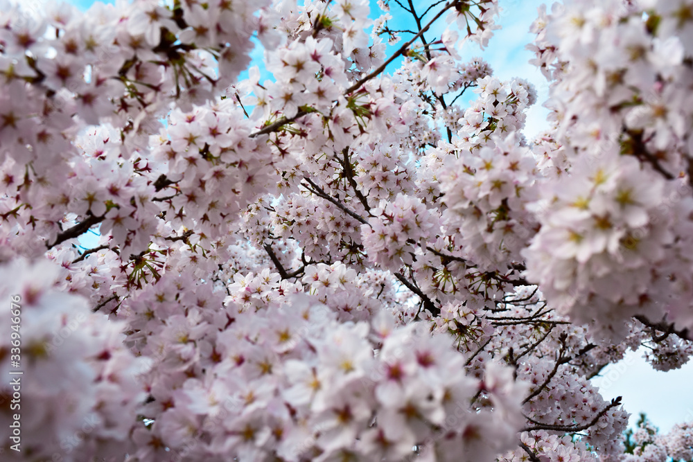 blossom blossom