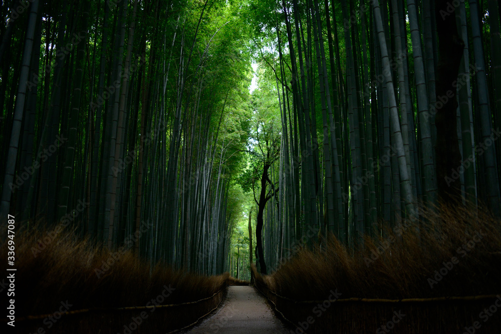 Bamboo forest of Arashiyama Bamboo forest of Arashiyama