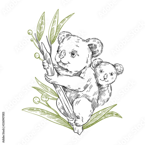 Vector stock illustration with cute koala family sitting on the eucalyptus tree. Clip art in engraving vintage style isolated on white. Rare Australian animal for prints, postcards, souvenirs, tattoos